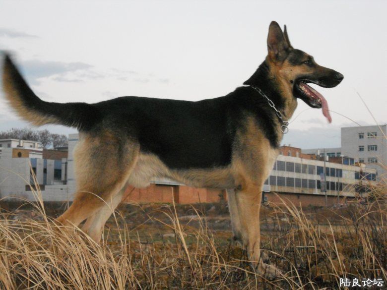四眼昆明犬 昆明犬养殖和训练方法