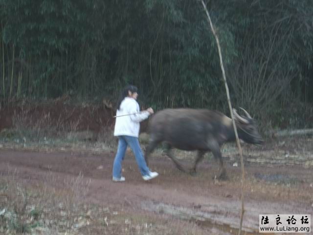 ������С DSCF2915.JPG