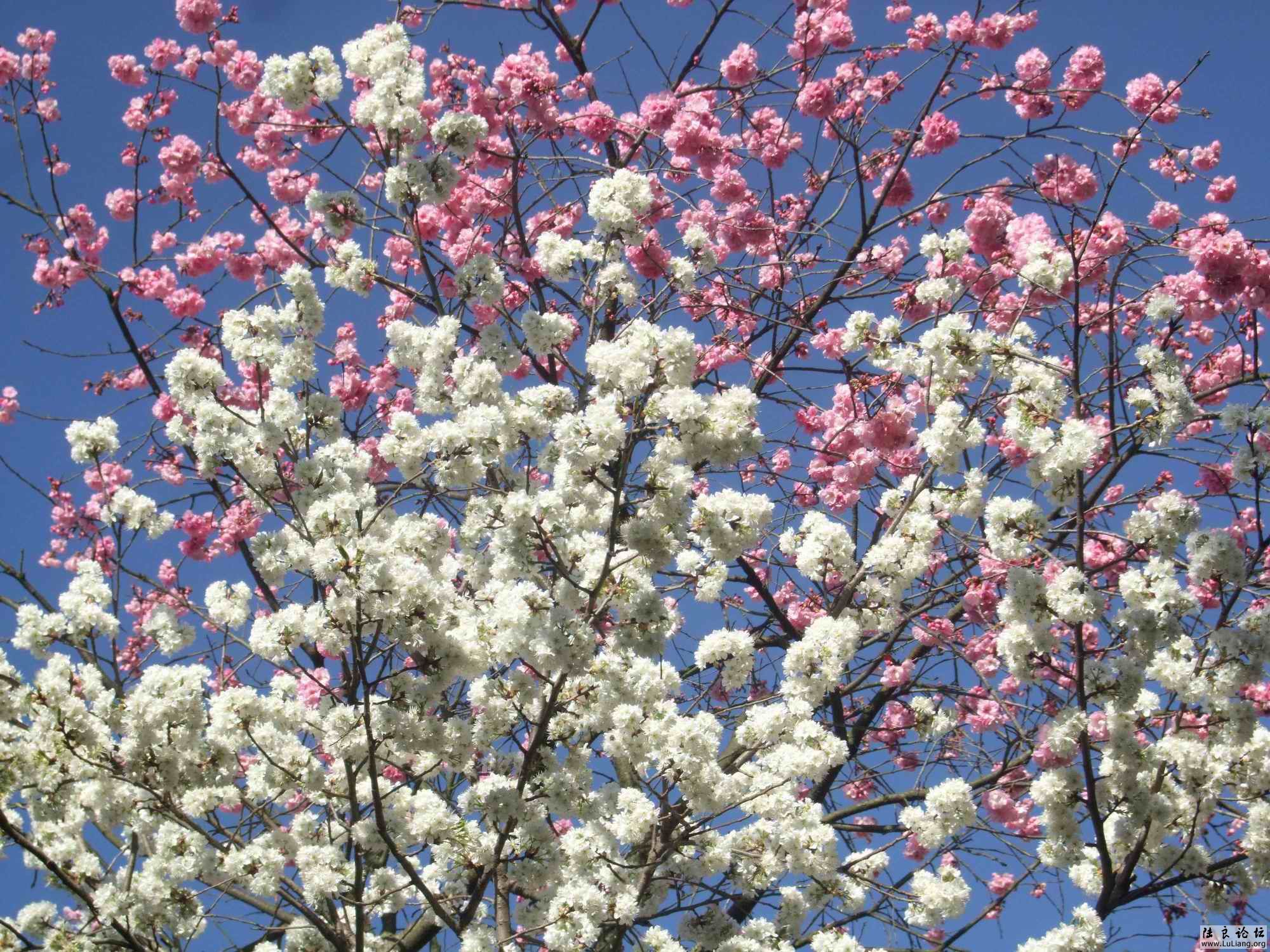 ������С DSCF3891.JPG