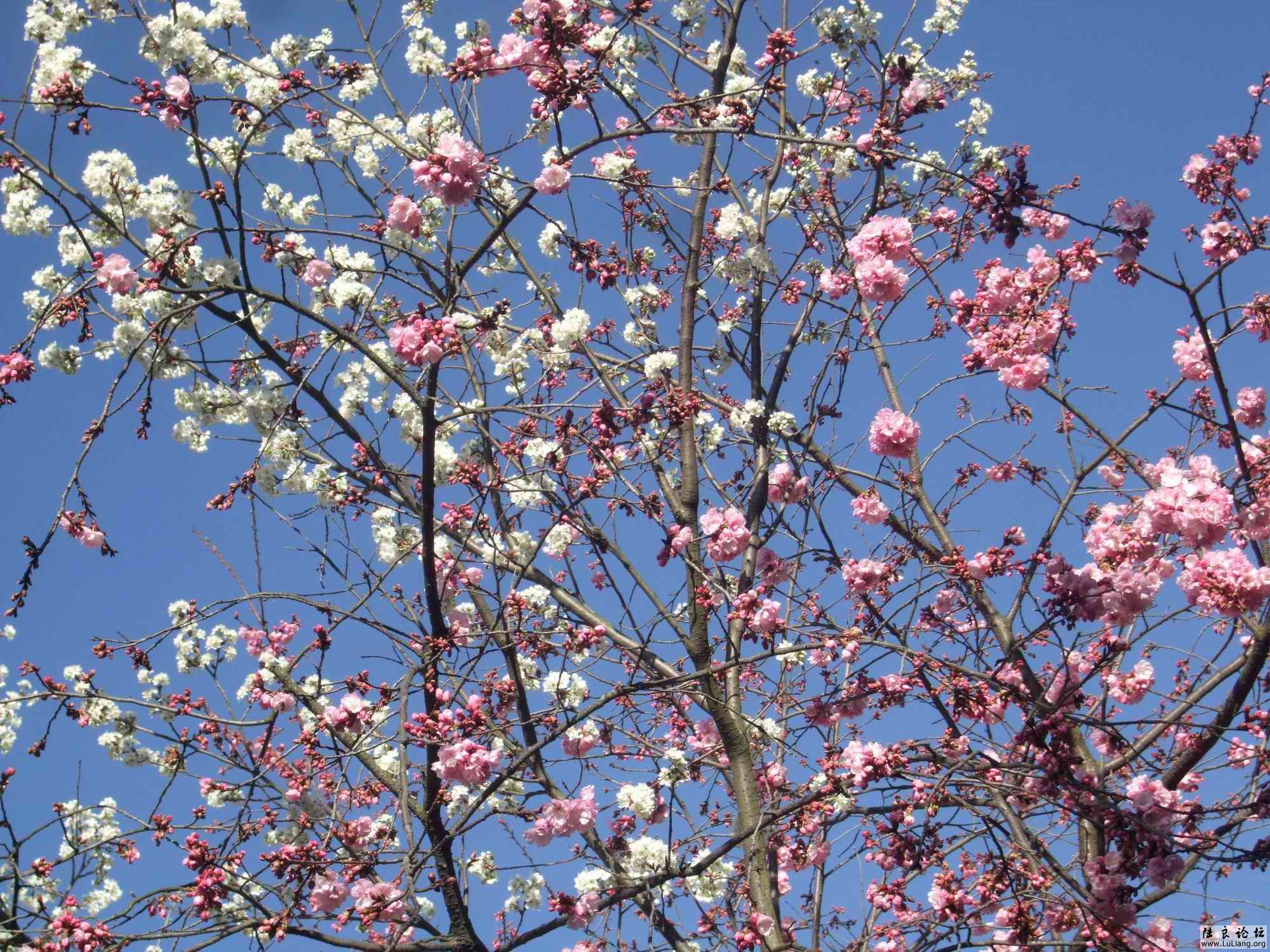 ������С DSCF3892.JPG