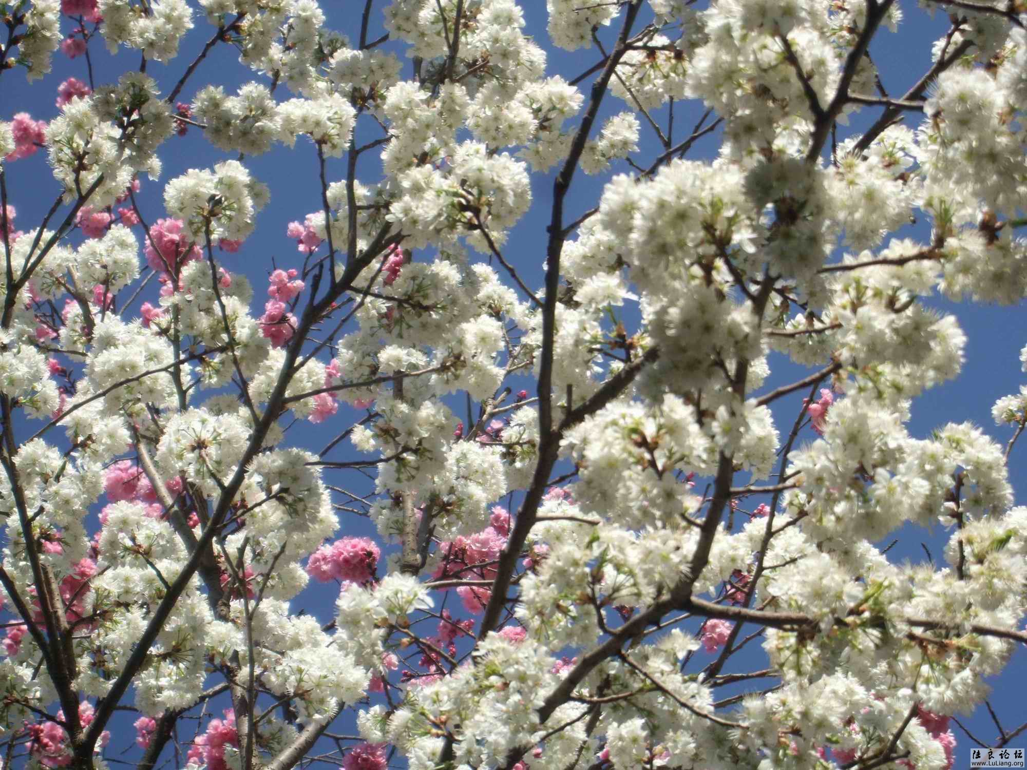 ������С DSCF3893.JPG