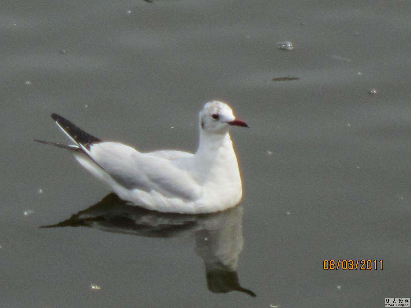 ������С IMG_0724.JPG