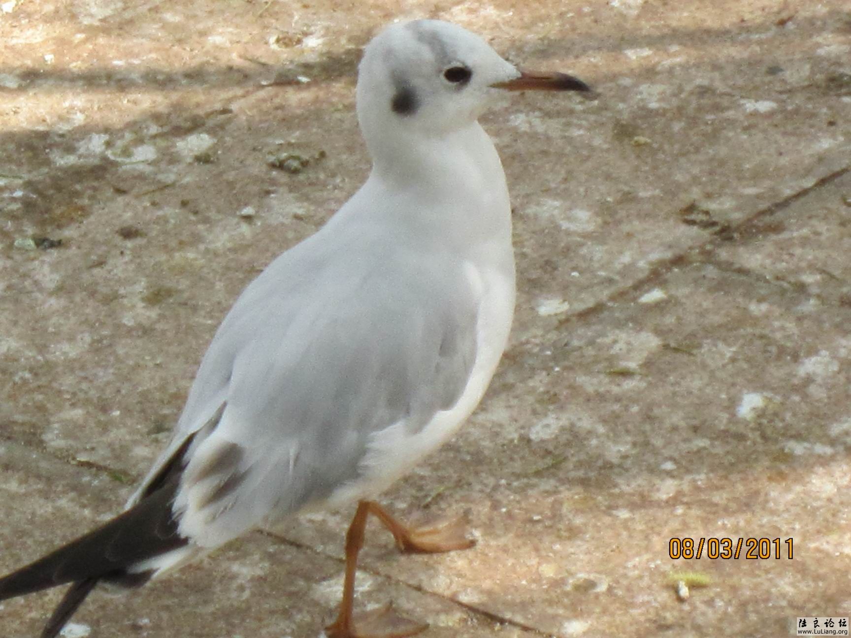 ������С IMG_0735.JPG