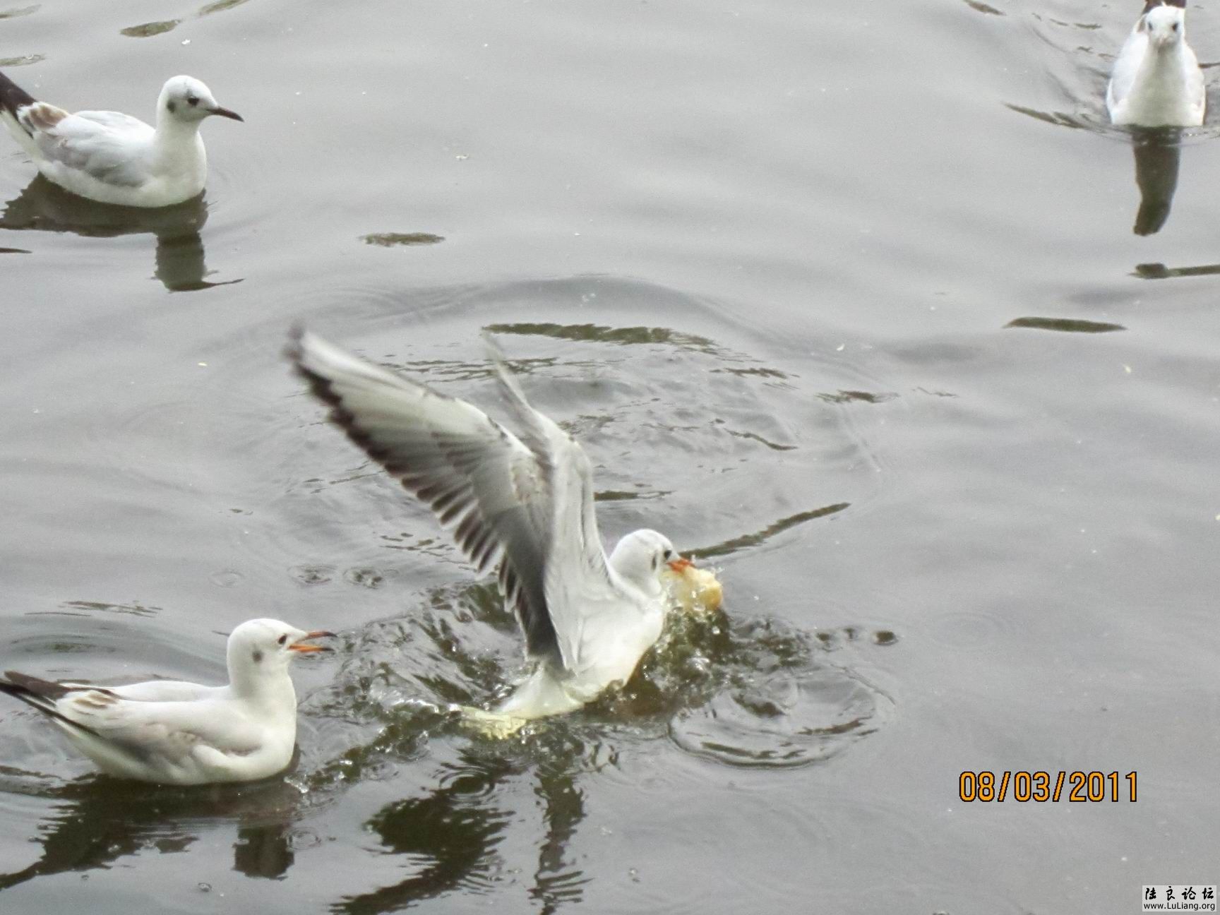 ������С IMG_0740.JPG