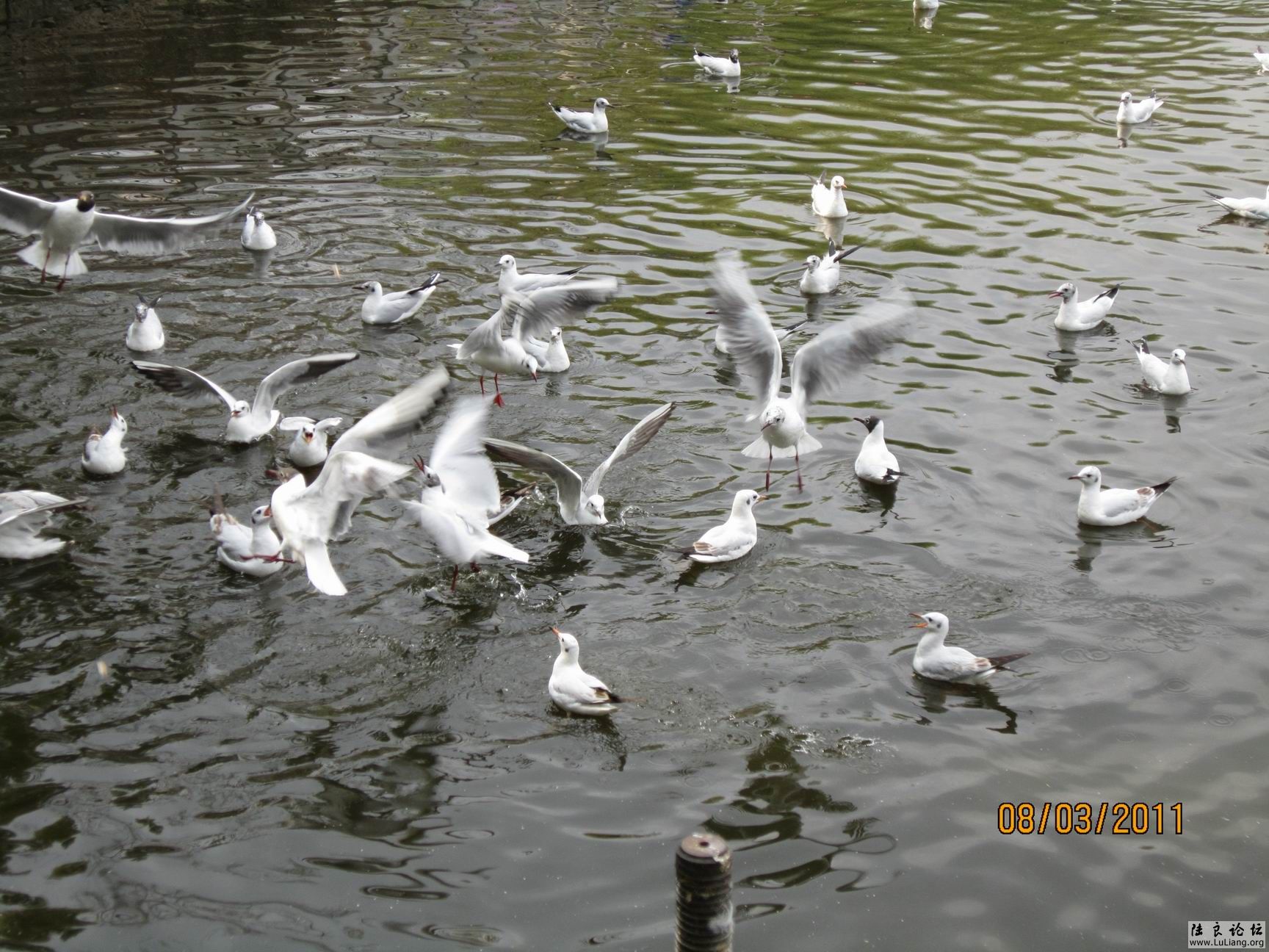 ������С IMG_0760.JPG