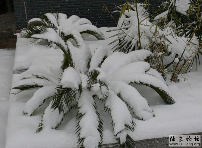 ����ѩ������