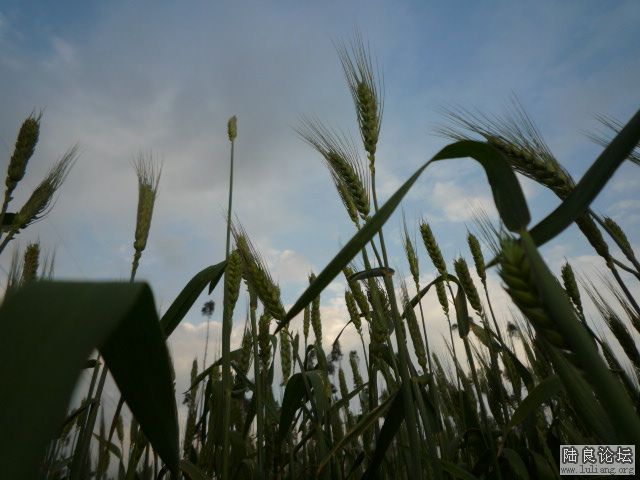 �������â (3).JPG