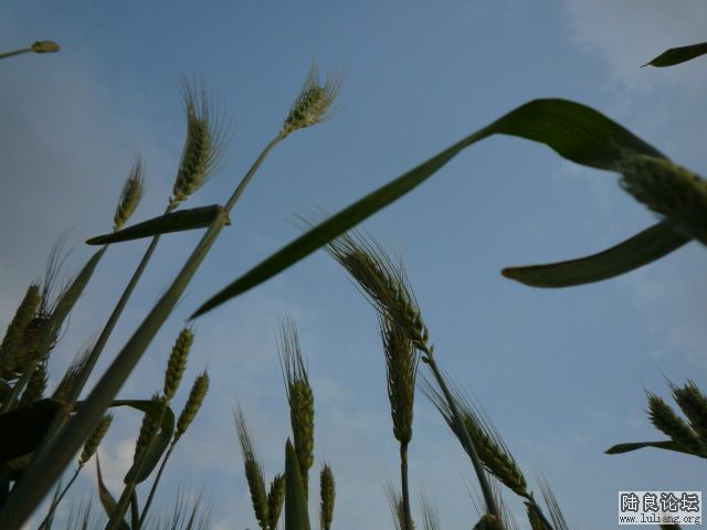 �������â (4).JPG