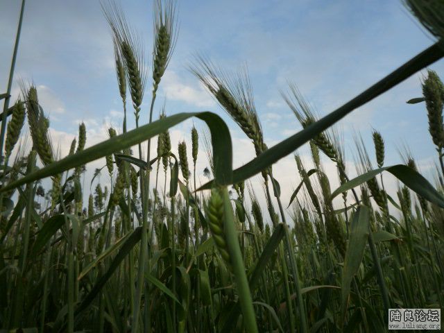 �������â (5).JPG