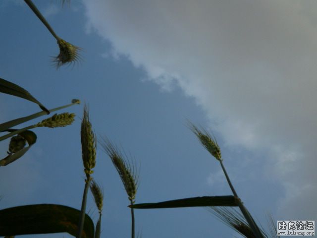 �������â (6).JPG