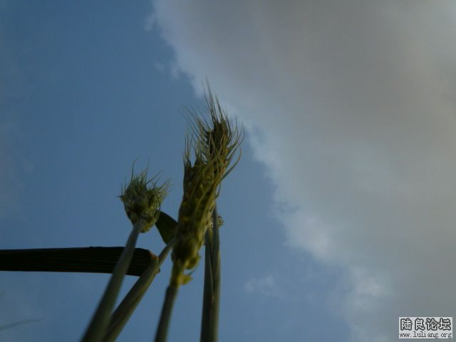 �������â (7).JPG