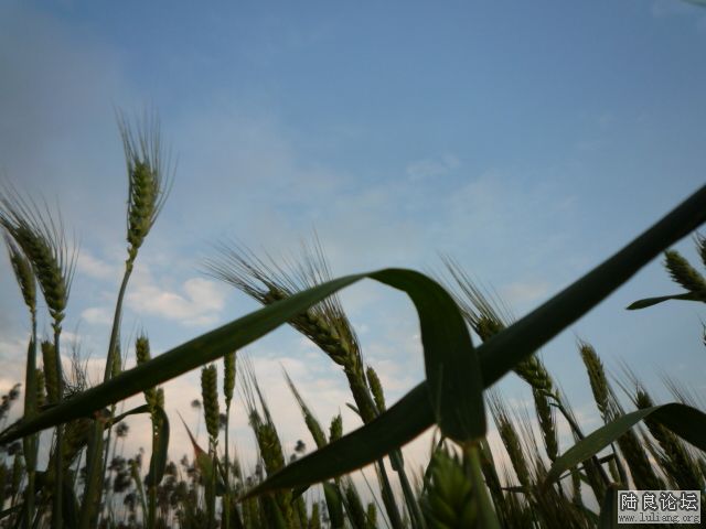 �������â (8).JPG