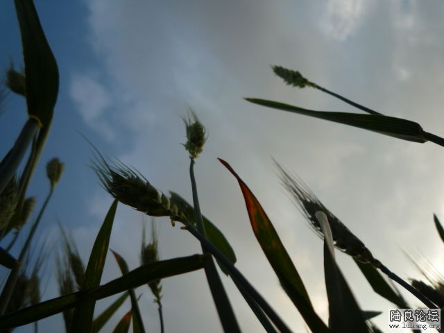 �������â (9).JPG