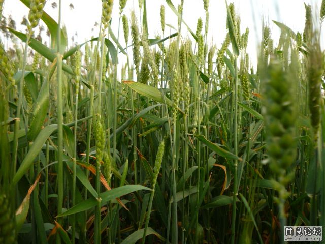 �������â (10).JPG