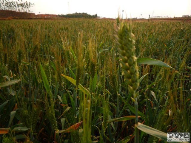 �������â (11).JPG