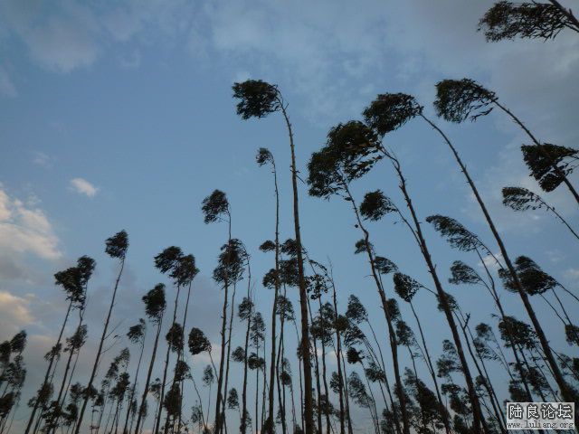 �������� (1).JPG