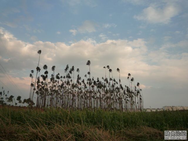 �������� (3).JPG