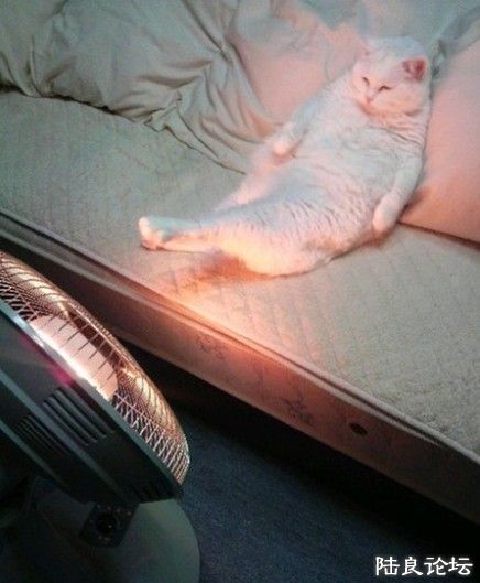 121398773_271n - ����.jpg