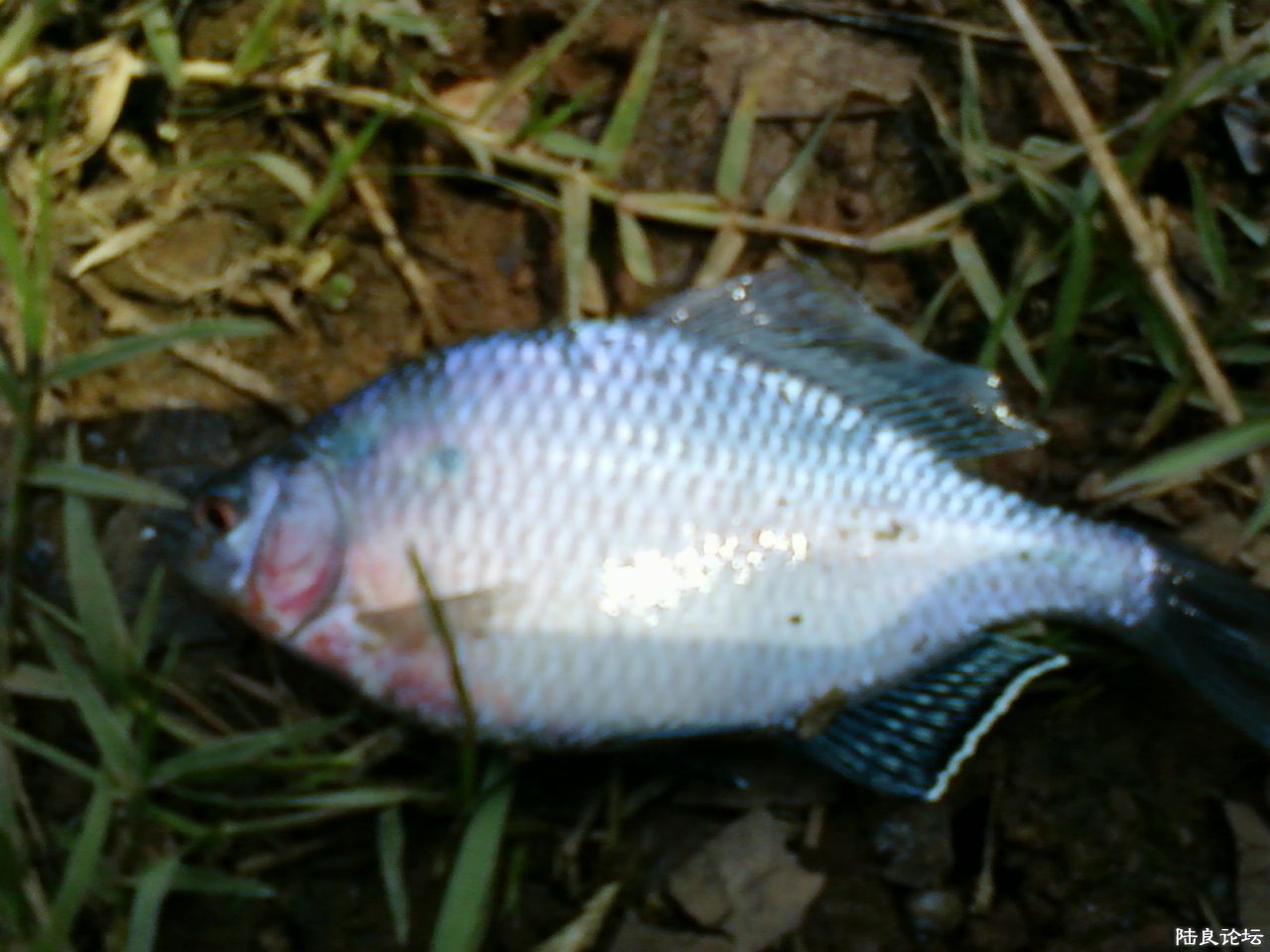 ������Ƥ����.