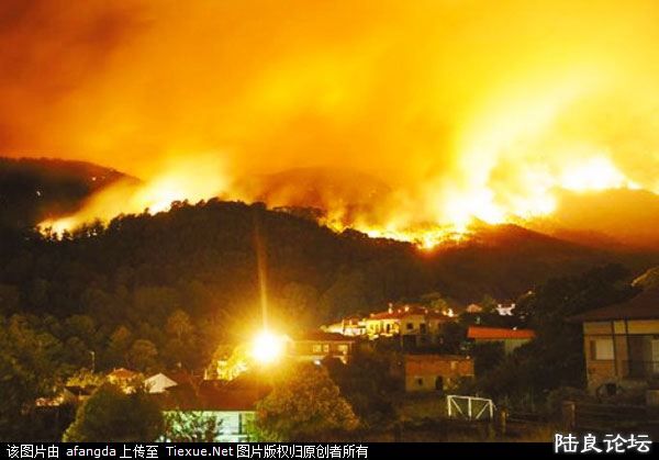 ���ֲ��ϣ��ջٴ�Ƭ��ɫɭ�� 