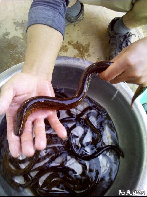 ���С�ĶԱ�