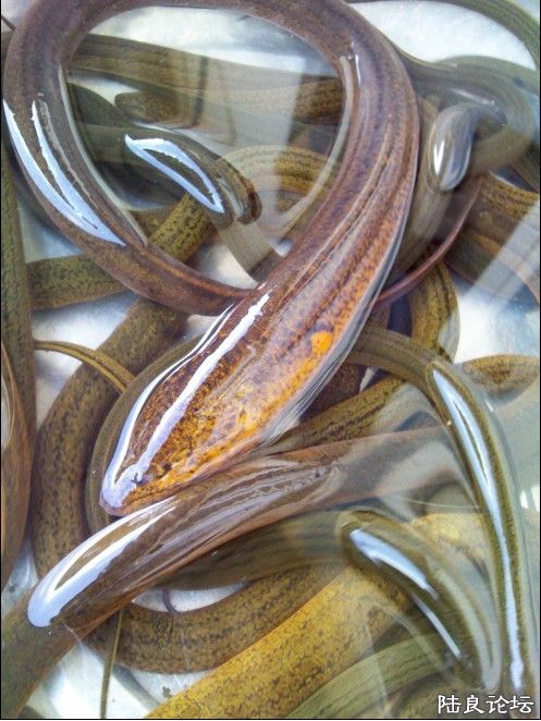 ���С�ĶԱ�һ��