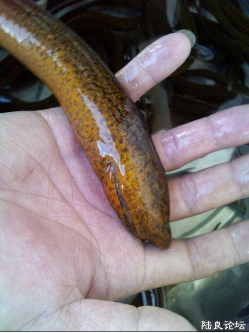 ����һ��