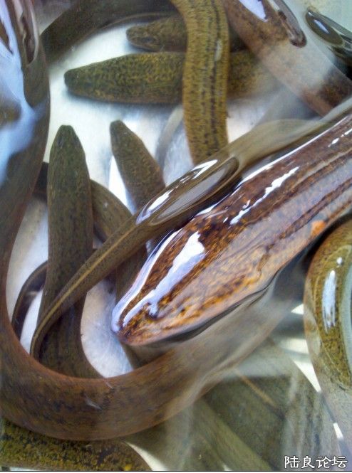 ���С�ĶԱ�