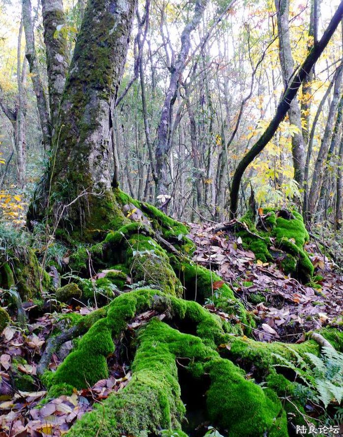 ������ĸ���ţ