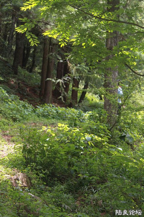 �ս���ԭʼɭ���ĵ�