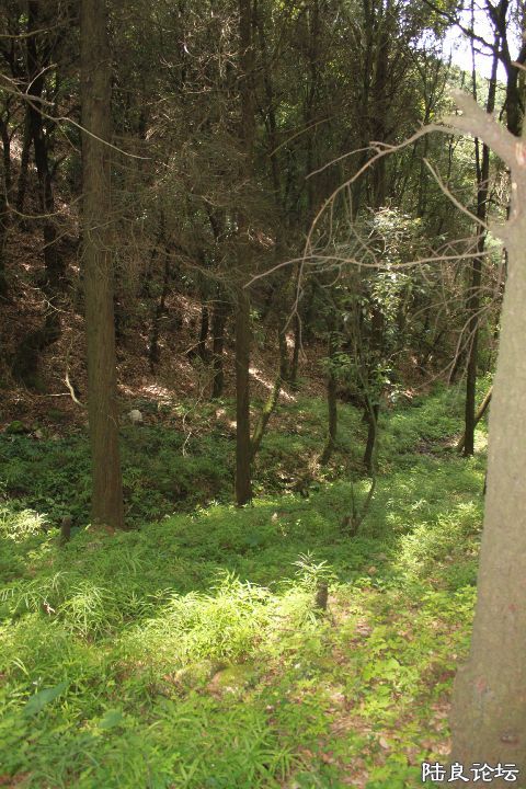 �ս���ԭʼɭ���ĵ�