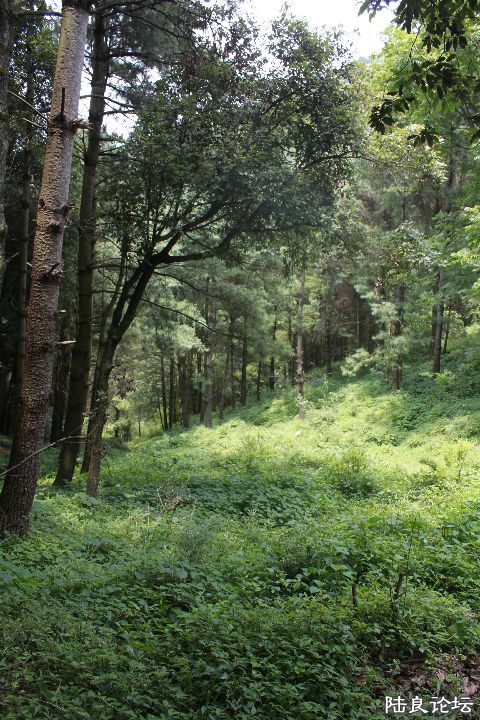 �ս���ԭʼɭ���ĵ�