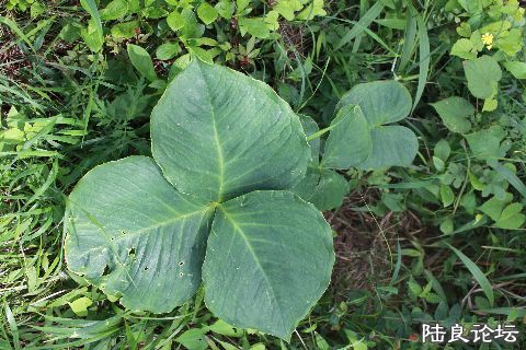 ��˵���ж���ֲ��