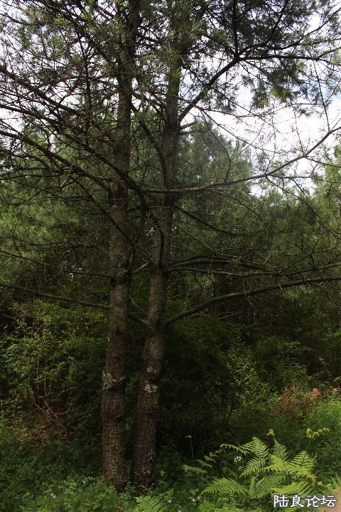 Ĺǰ�������