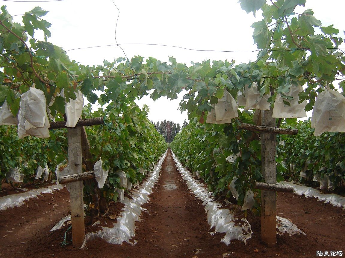 ũ�����ѵĿ�ѧ���淶����ֲ�͹���