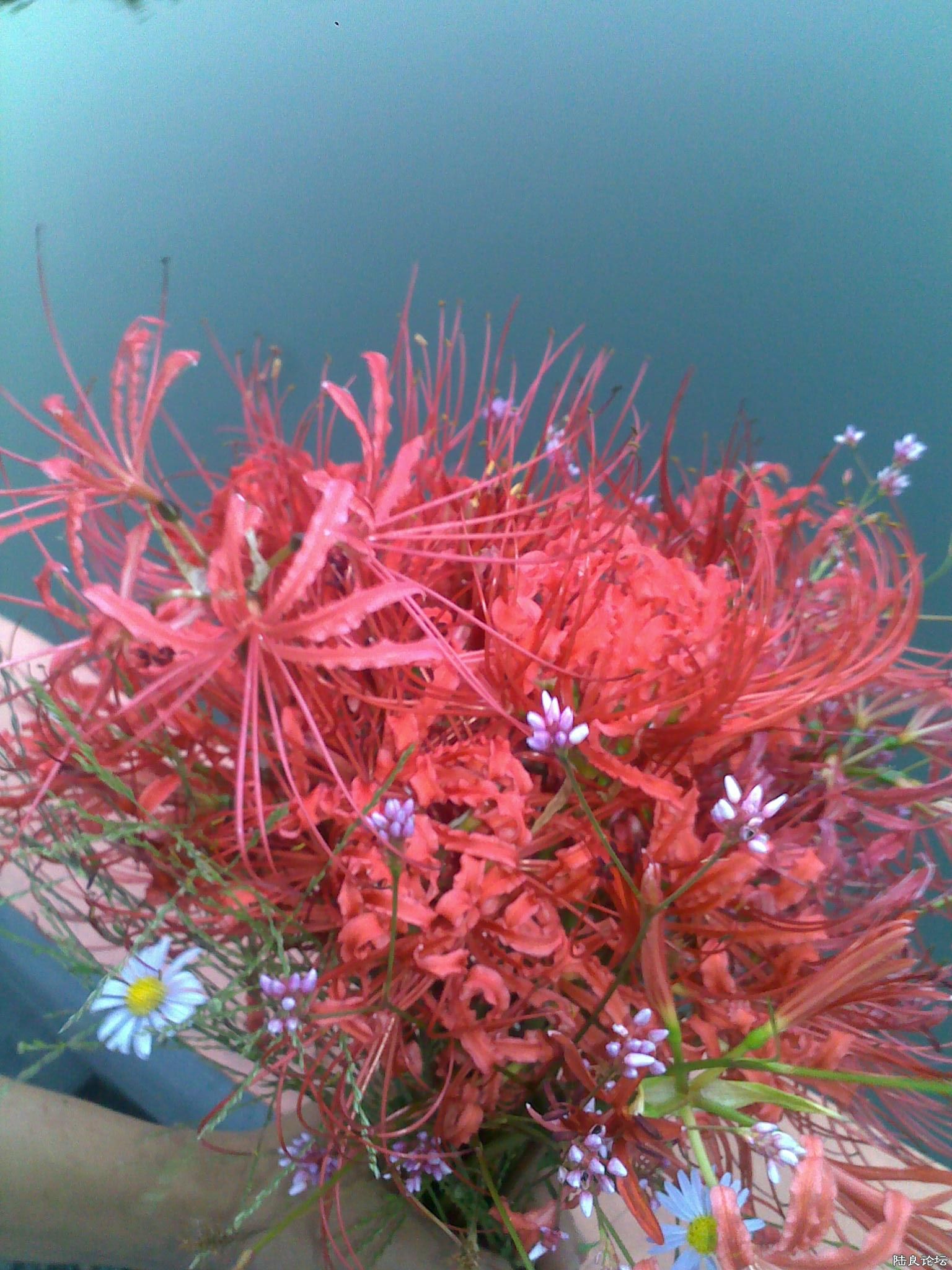 ��ɽժ�ġ�����һ��ʮ����