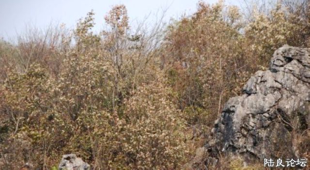 �ɿݵĹ�ľ��