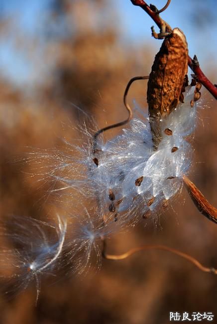 �����ֲ������