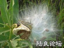 ���ӱ�ըЧ��