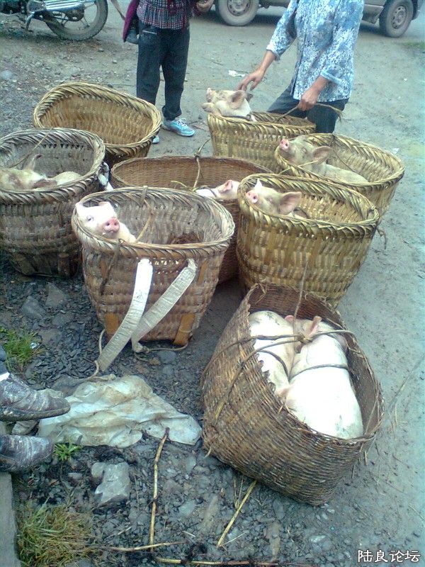 ������ͼ ���뵽ʲô��