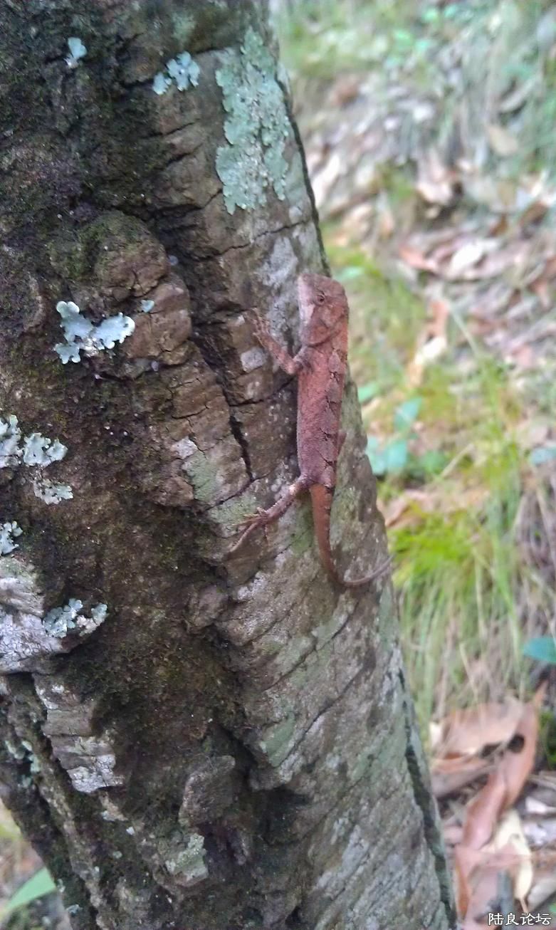 ���ɽ����