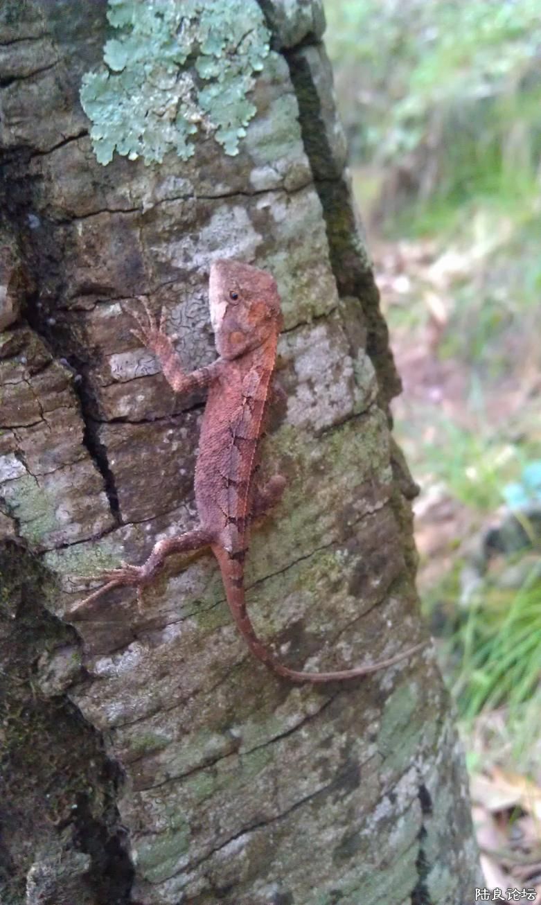 ���ɽ����