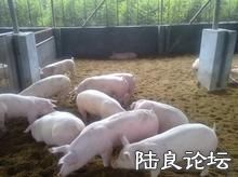 ������ֳģʽ