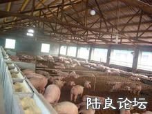 ������ֳģʽ