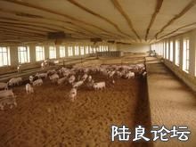 ������ֳģʽ