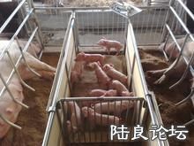 ������ֳģʽ