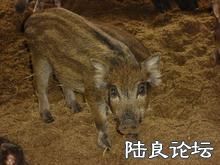 ���ϻ������＼���о������ṩ