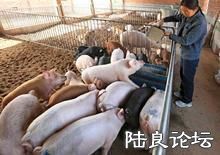 ������ֳģʽ