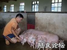 ������ֳģʽ