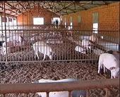 ������ֳģʽ